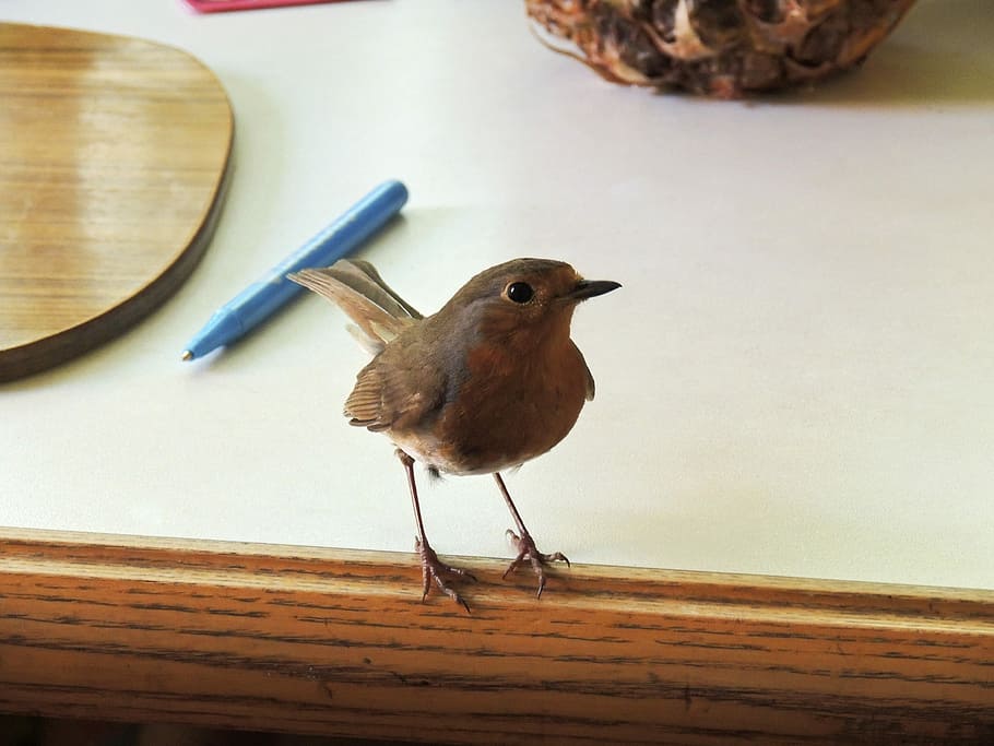 Robin, Red, Breast, red breast, breasted, english, bird, wildlife HD wallpaper