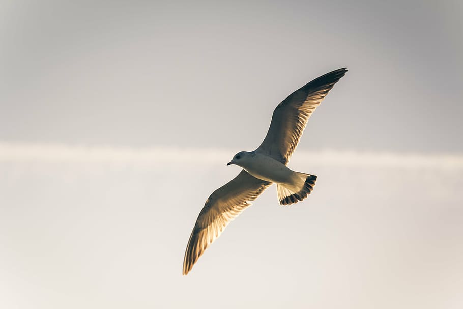 bird, seagull, seevogel, one animal, animal wildlife, flying HD wallpaper