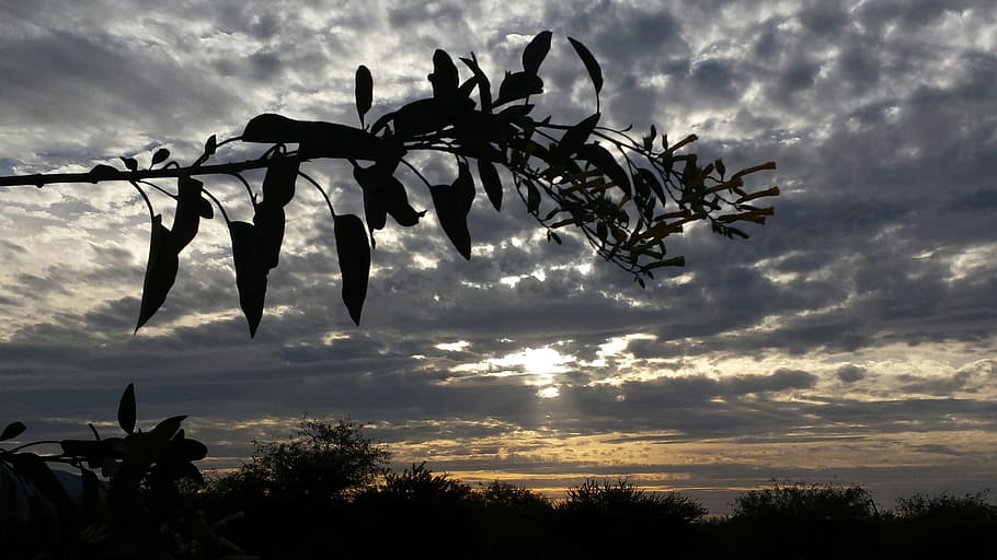sunset, grey, clouds, sky, outdoors, gray, branch, cloudy, cloud - sky HD wallpaper