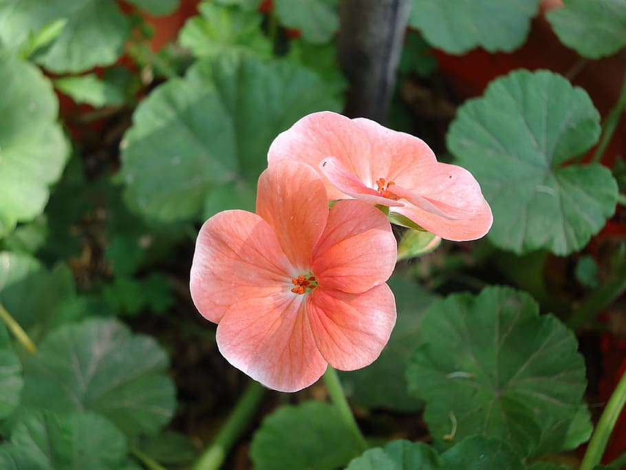 geranium, rosa, malvón, pink, petal, fragility, flower, flowering plant HD wallpaper