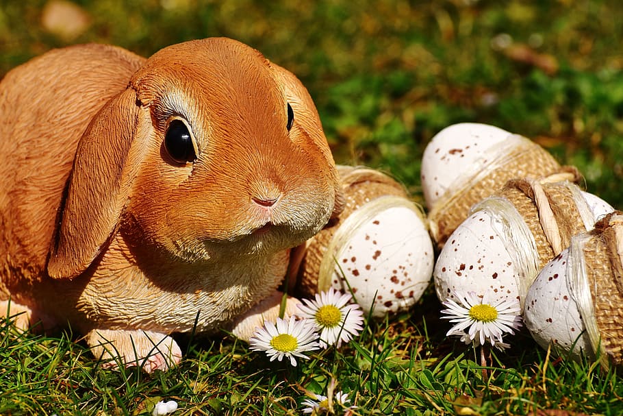 depth of field photography of Easter bunny beside eggs on green grass field HD wallpaper