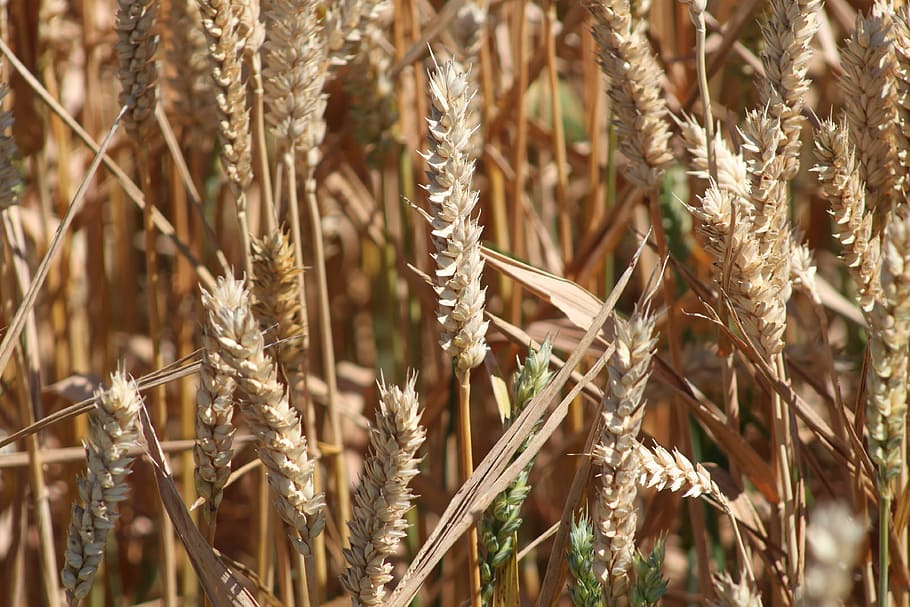 grain, bauer, cereals, harvest, wheat, cornfield, agriculture HD wallpaper