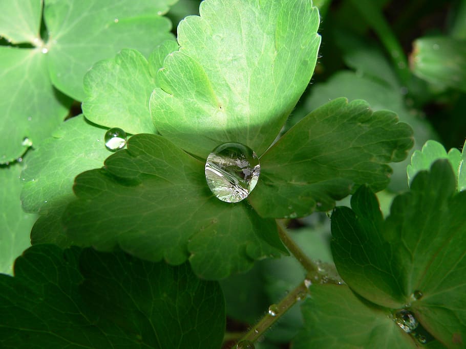 raindrop, after the rain, green leaf, plant part, green color HD wallpaper