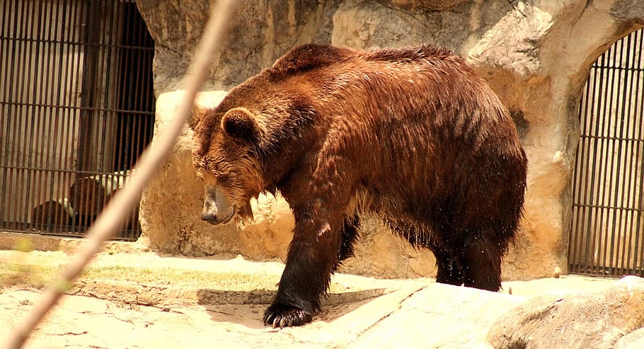 Animals, Brown Bear, cage, trapped, animal wildlife, confined space HD wallpaper