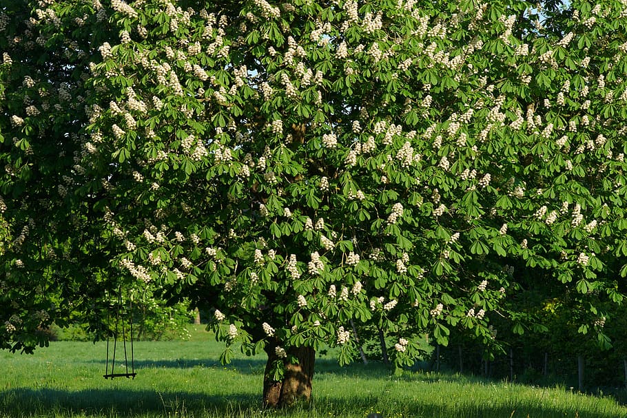 chestnut tree, swing, romantic, isolated, nature, pasture, playground HD wallpaper