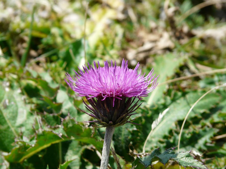 Alpine, Thistle, Blossom, Bloom, alpine thistle, flower, purple HD wallpaper