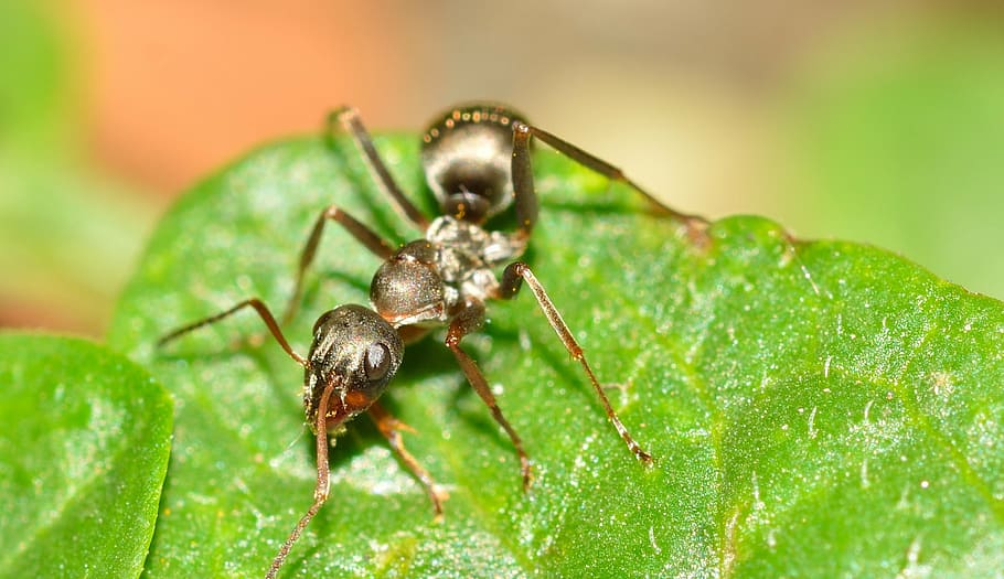 hymenoptera, ant, serviformica, insect, nature, close-up, macro HD wallpaper