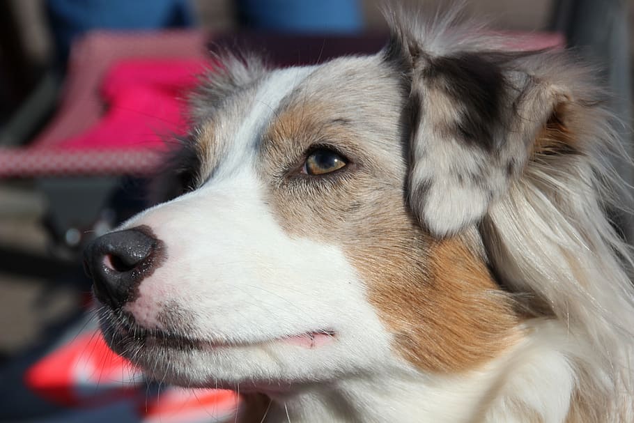 are australian shepherds herding dogs