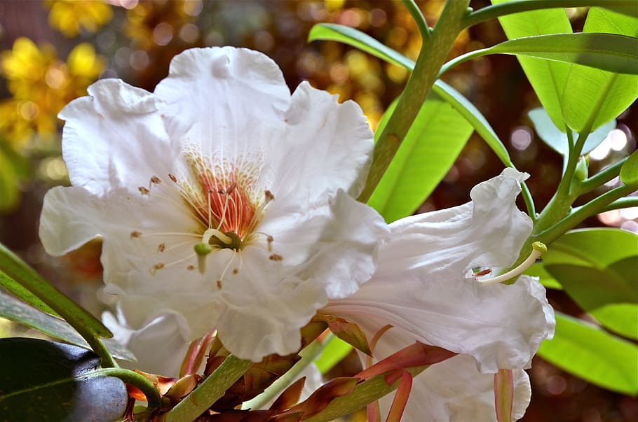 Blossom, White, Nature, Spring, Floral, flower, plant, bloom HD wallpaper