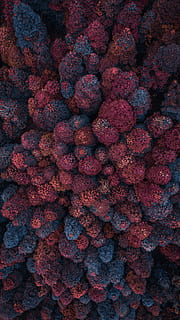 aerial view photography of of pink and blue pine trees, red and blue leaf trees aerial photography HD wallpaper