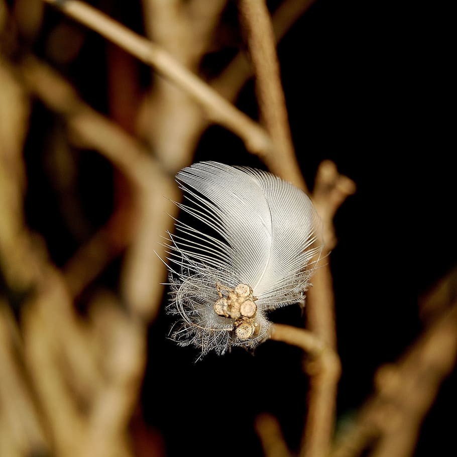 feather, nature, macro, bird feather, down, lightweight, ease HD wallpaper