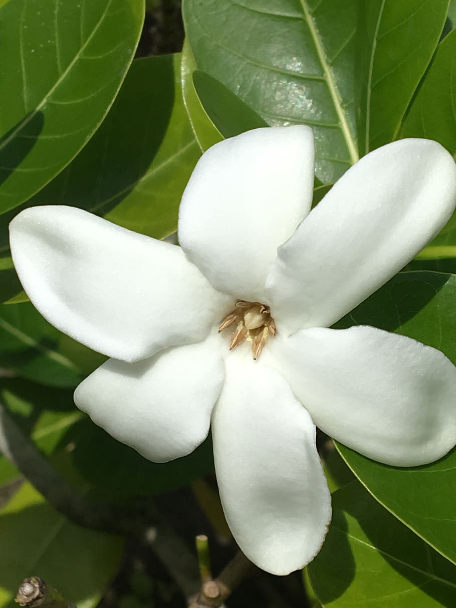 tiare, flower, white, tropical, raiatea, zen, relax, island