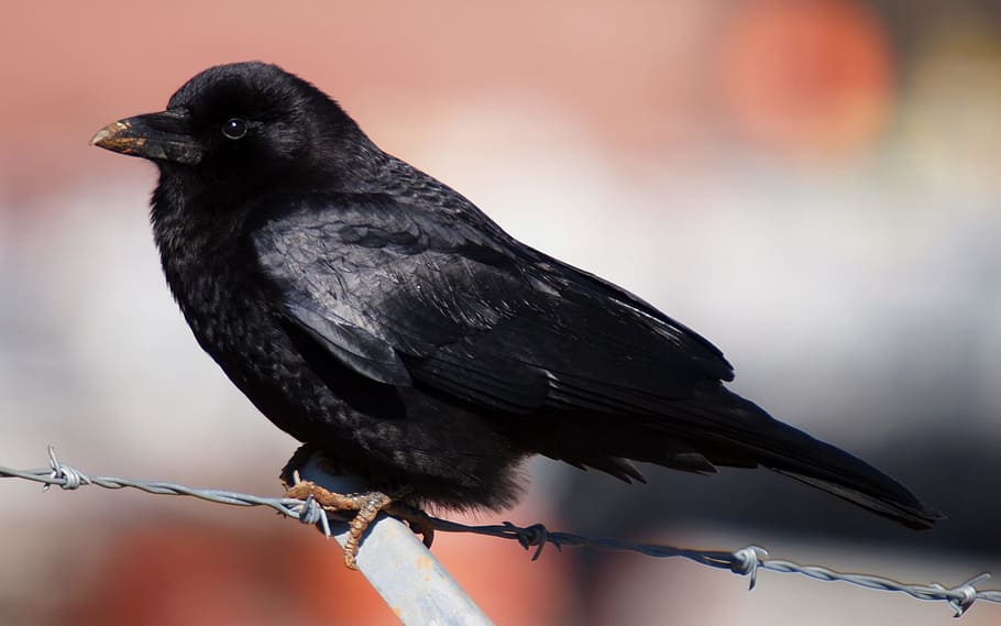selective focus photography of black bird on barbwire, Crow HD wallpaper