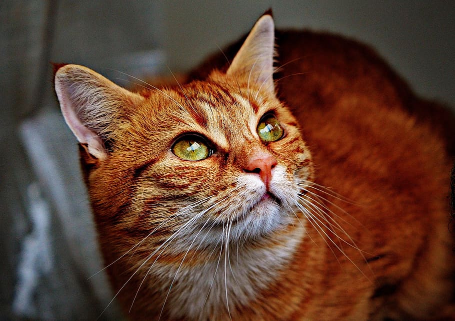 yellow tabby cat, red, cute, mackerel, tiger, sweet, cuddly HD wallpaper