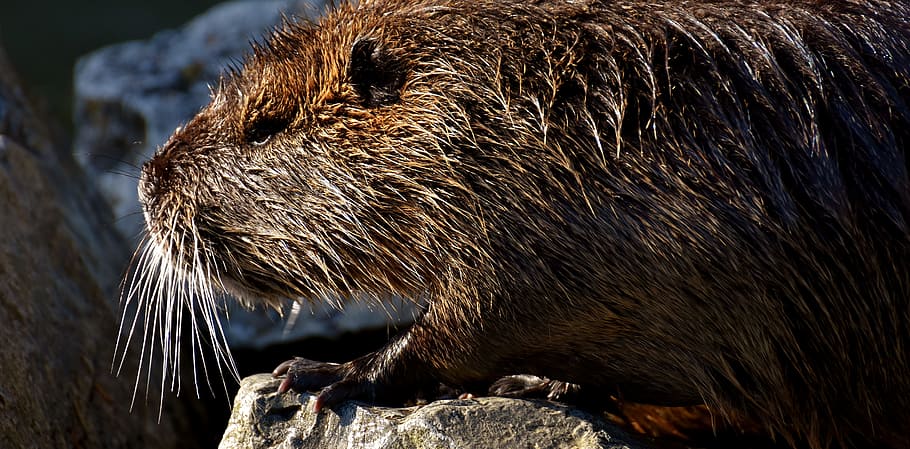 nutria, water rat, splashing, animal world, nature, fur, rodent, HD wallpaper