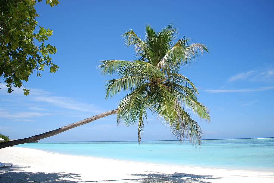 palm tree near body of water, sand, tropical, beach, summer HD wallpaper