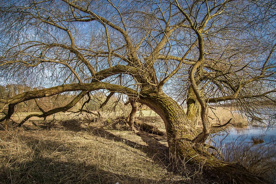 elbe, elbufer, river, nature, tree, wood, water, landscape HD wallpaper