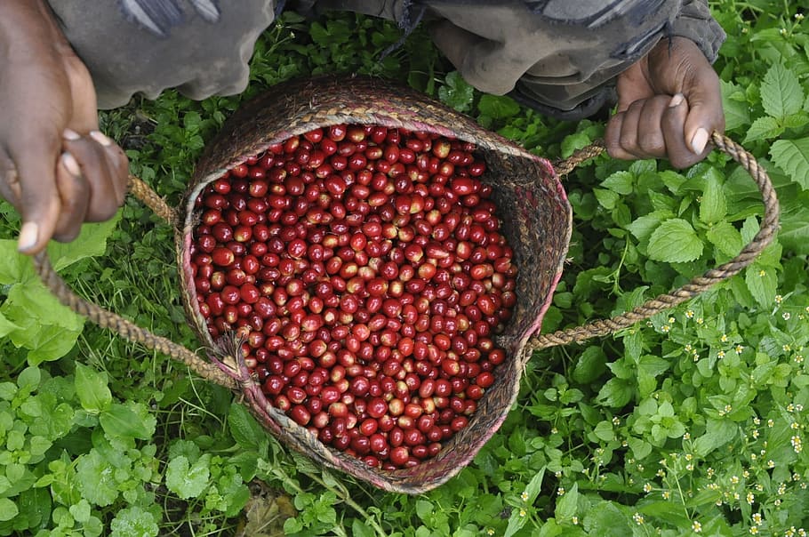 Coffee, Farm, ethio, food, agriculture, nature, freshness, organic