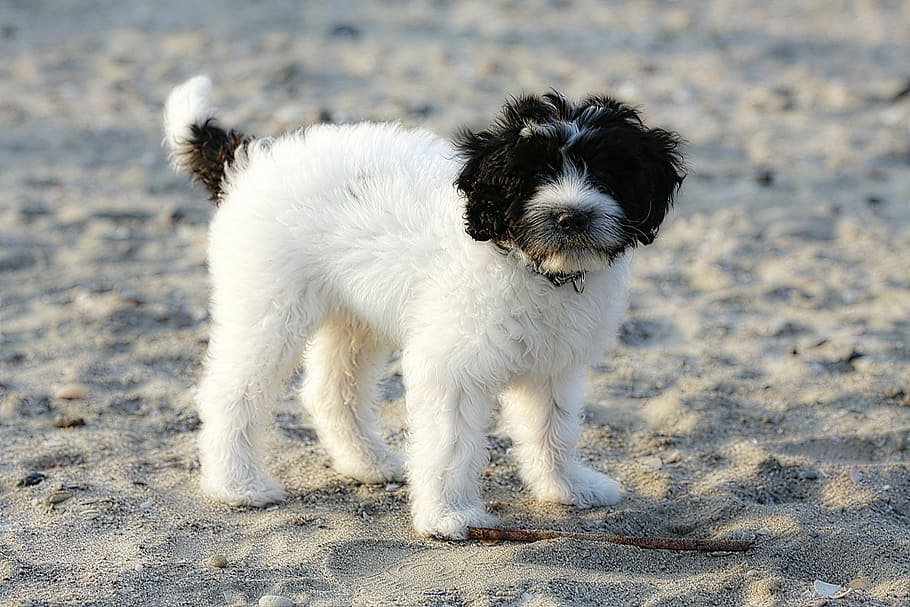 dog, white, black, play, black and white, animals, domestic animal HD wallpaper