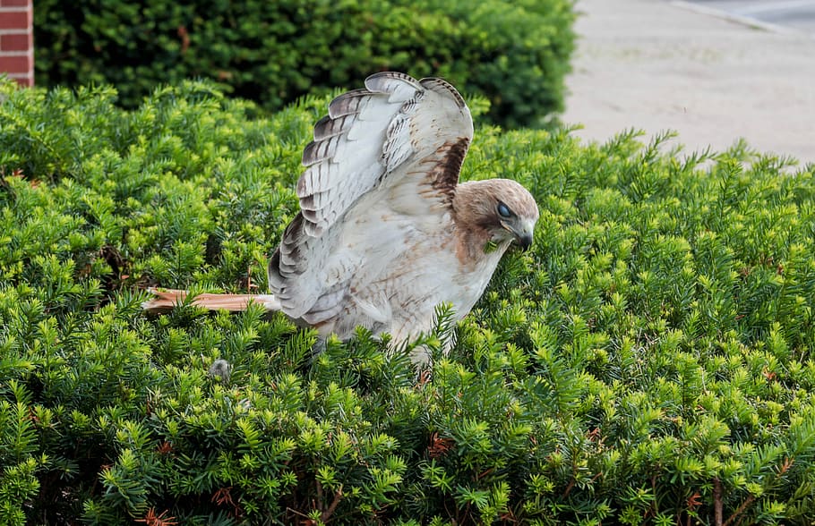 nature, grass, bird, tree, summer, hawk, animal, animal themes HD wallpaper