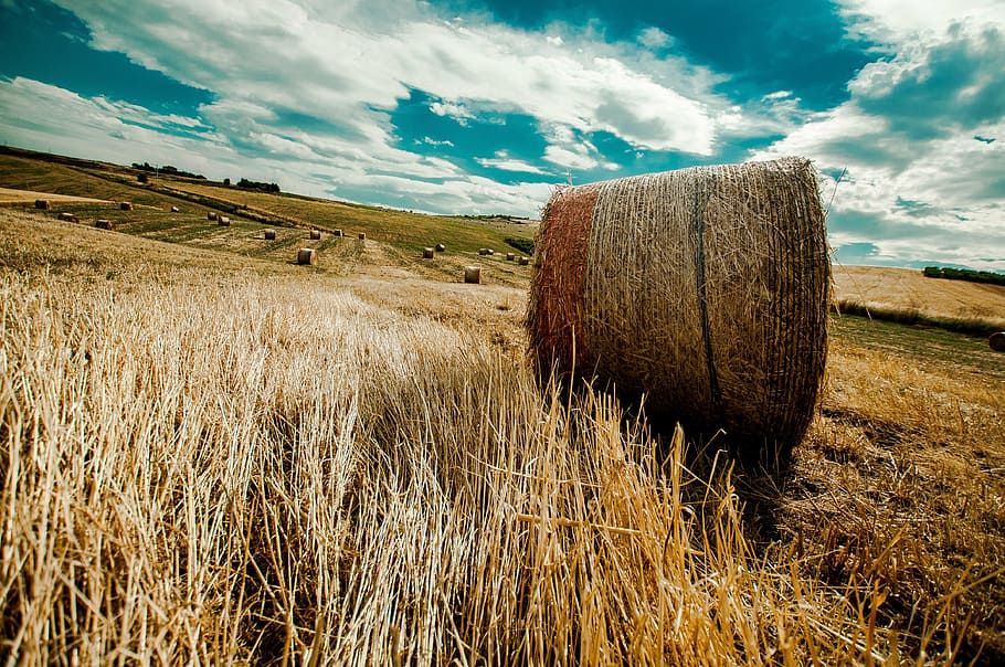 campaign, sky, wheat, nature, landscape, field, bale, hay, plant HD wallpaper