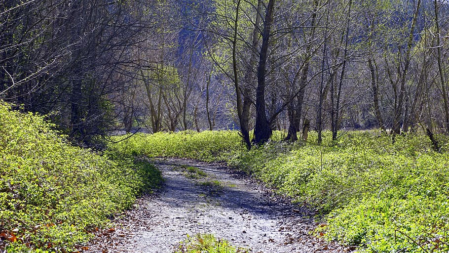 path, trail, landscape, trees, nature, forest, outdoors, field HD wallpaper