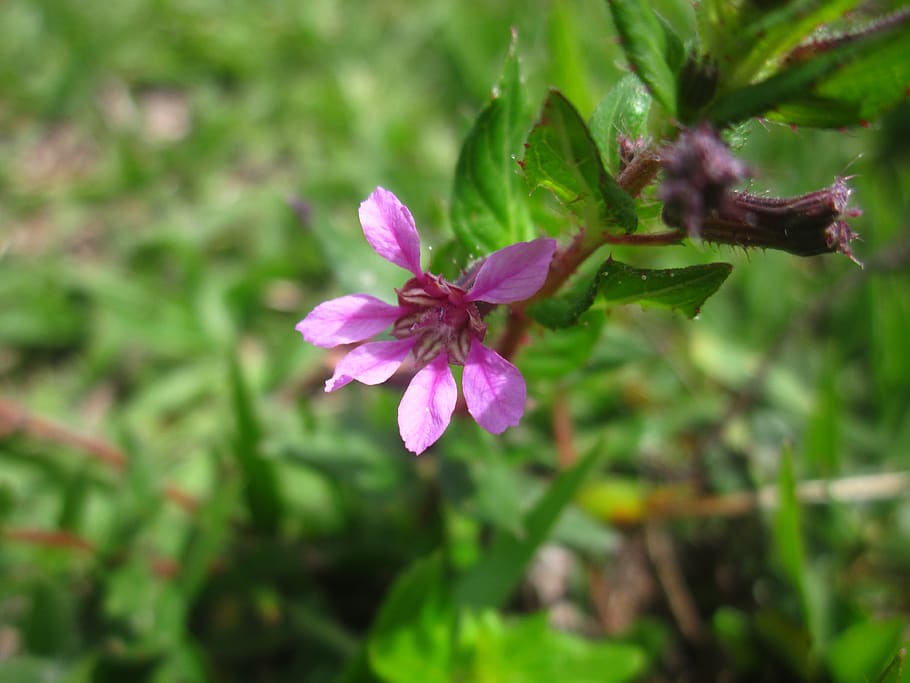 nature, forest, flower, flowering plant, beauty in nature, pink color HD wallpaper