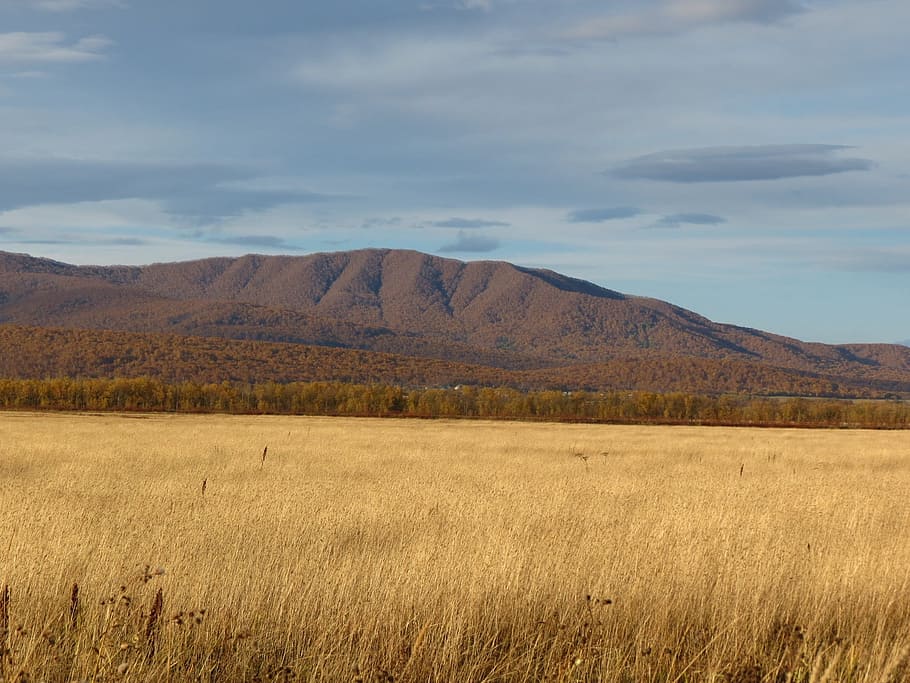 fields, late autumn, grass, mountains, forest, nature, landscape HD wallpaper