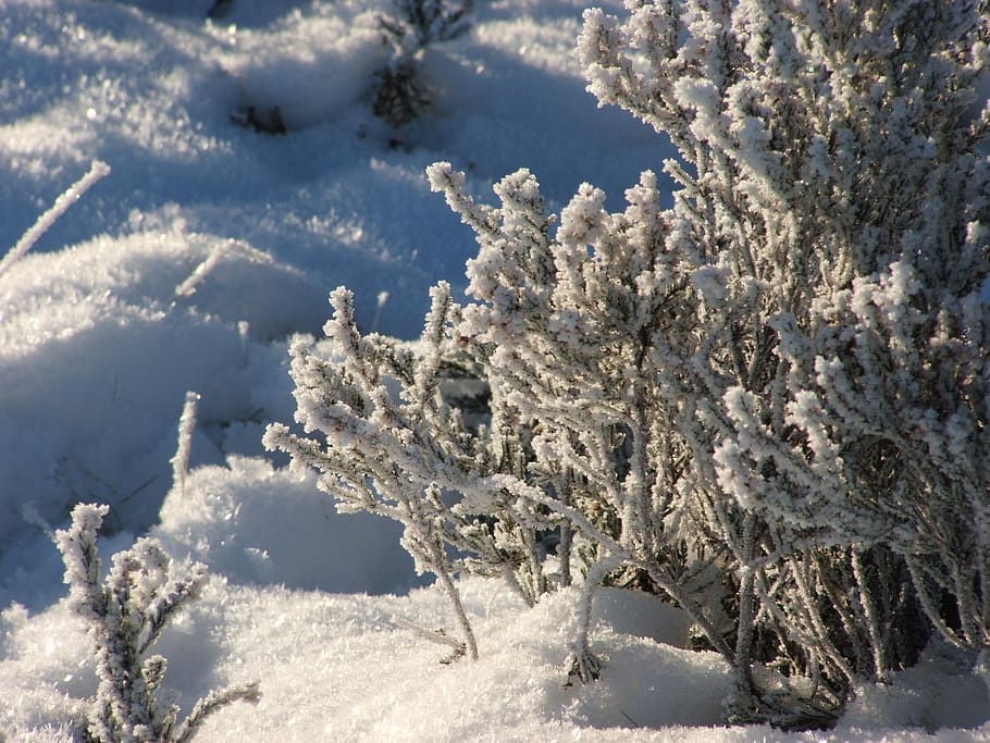 frost, winter, plant, tree, shrub, ice, snow, cold, sun, cold temperature HD wallpaper