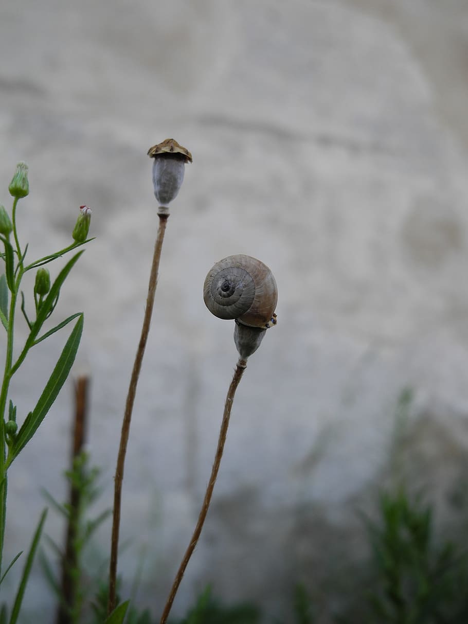 snail, plant, macro, nature, focus on foreground, close-up HD wallpaper