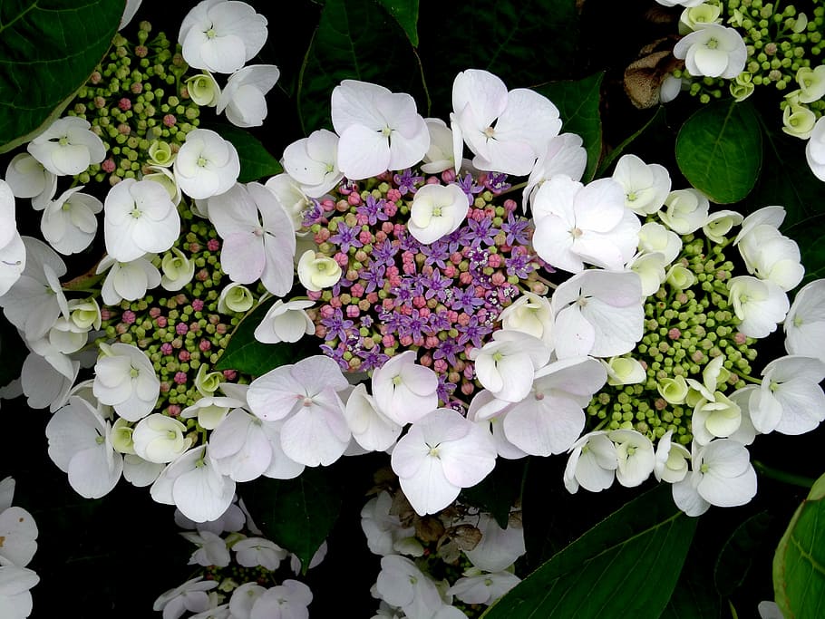 blossom, bloom, hydrangea, bee, close, white, blue, pink, purple HD wallpaper