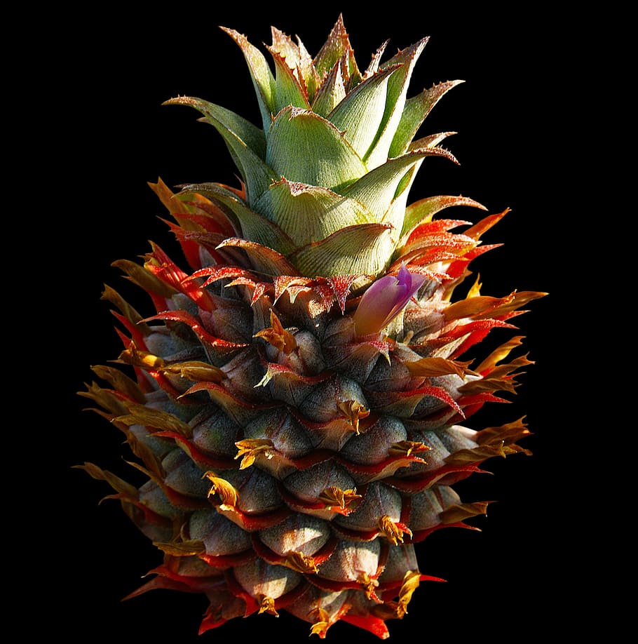 pineapple, fruit, close-up, growth, studio shot, beauty in nature HD wallpaper