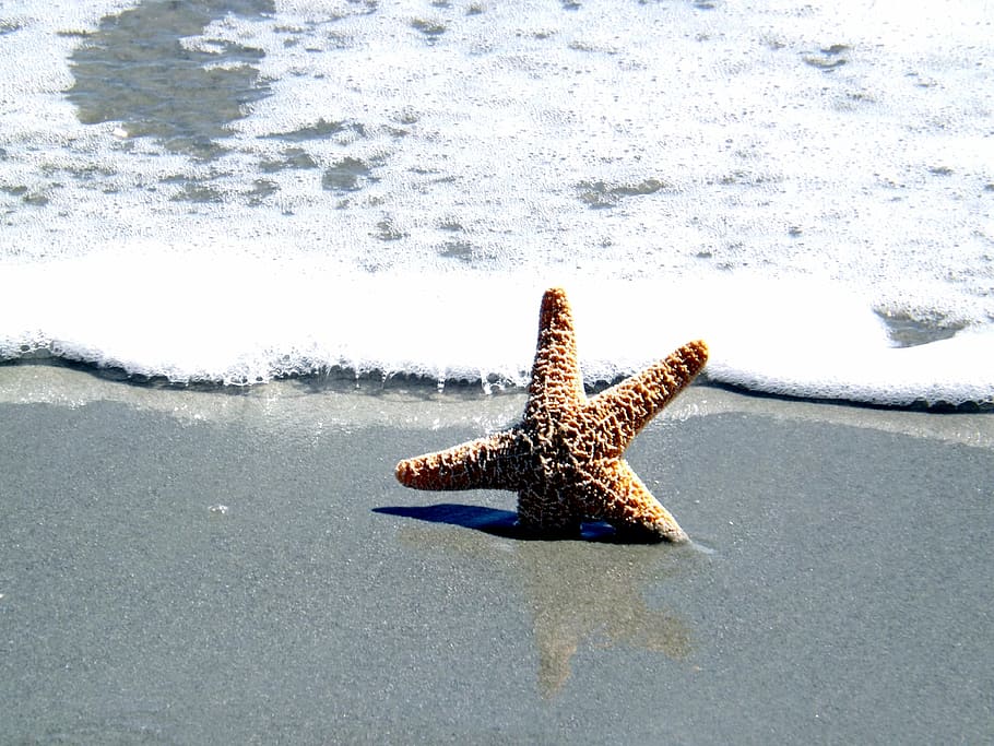 starfish on seashore, ocean, shell, star fish, summer, beach HD wallpaper