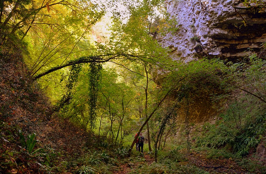 excursion, forest, val borago, valle, trail, e5, european, lessinia HD wallpaper
