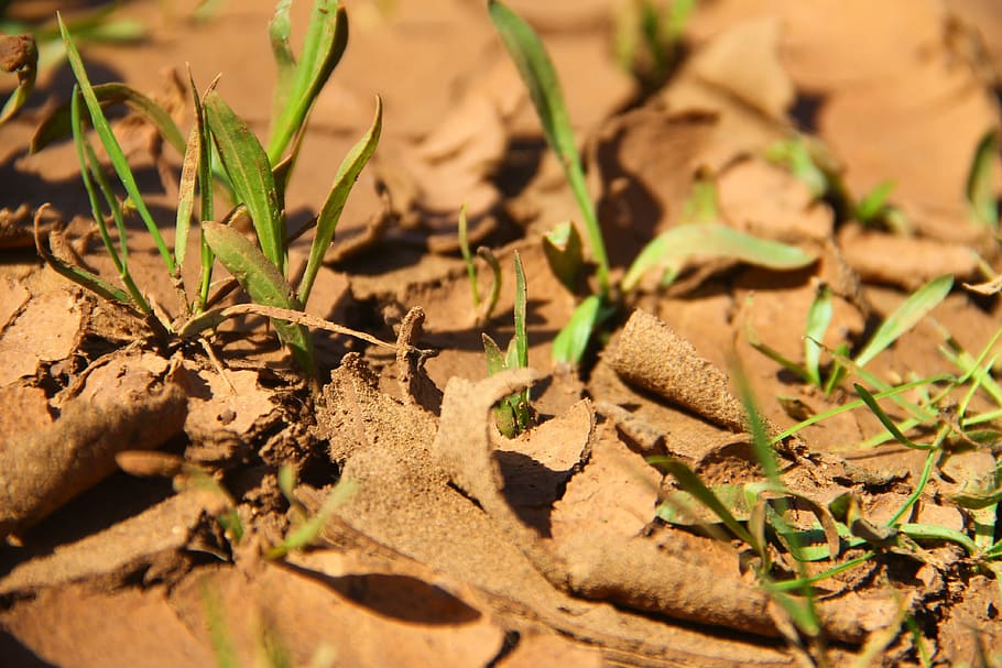 ground, crack, sapling, dry, nature, environment, photography HD wallpaper