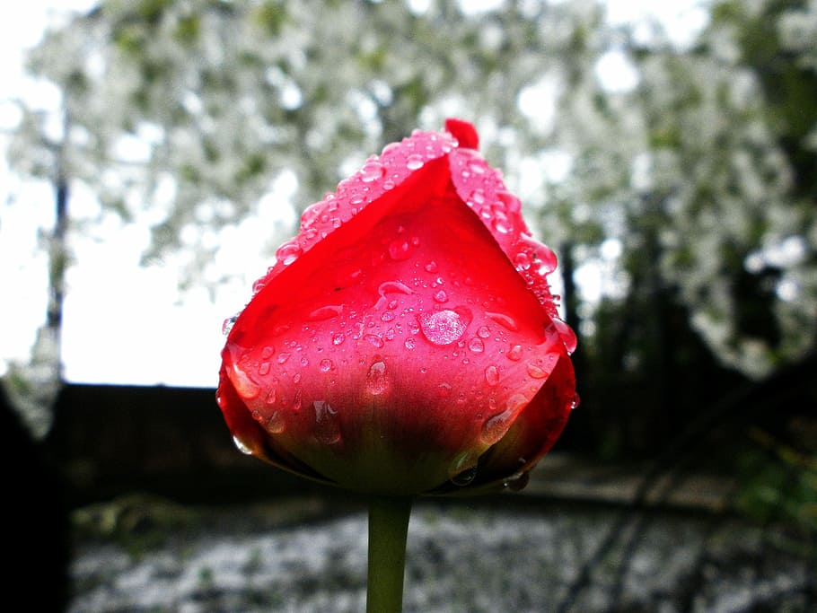 Tulip, Flower, Spring, Nature, Beautiful, plant, romantic, love HD wallpaper