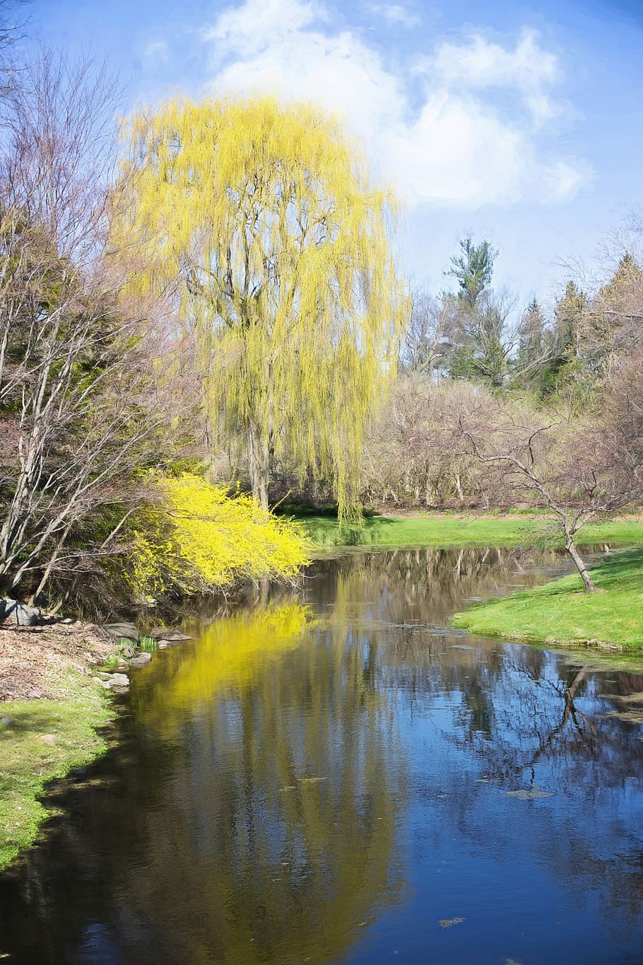 Spring, Forsythia, Creek, Reflection, yellow, foliage, petal HD wallpaper