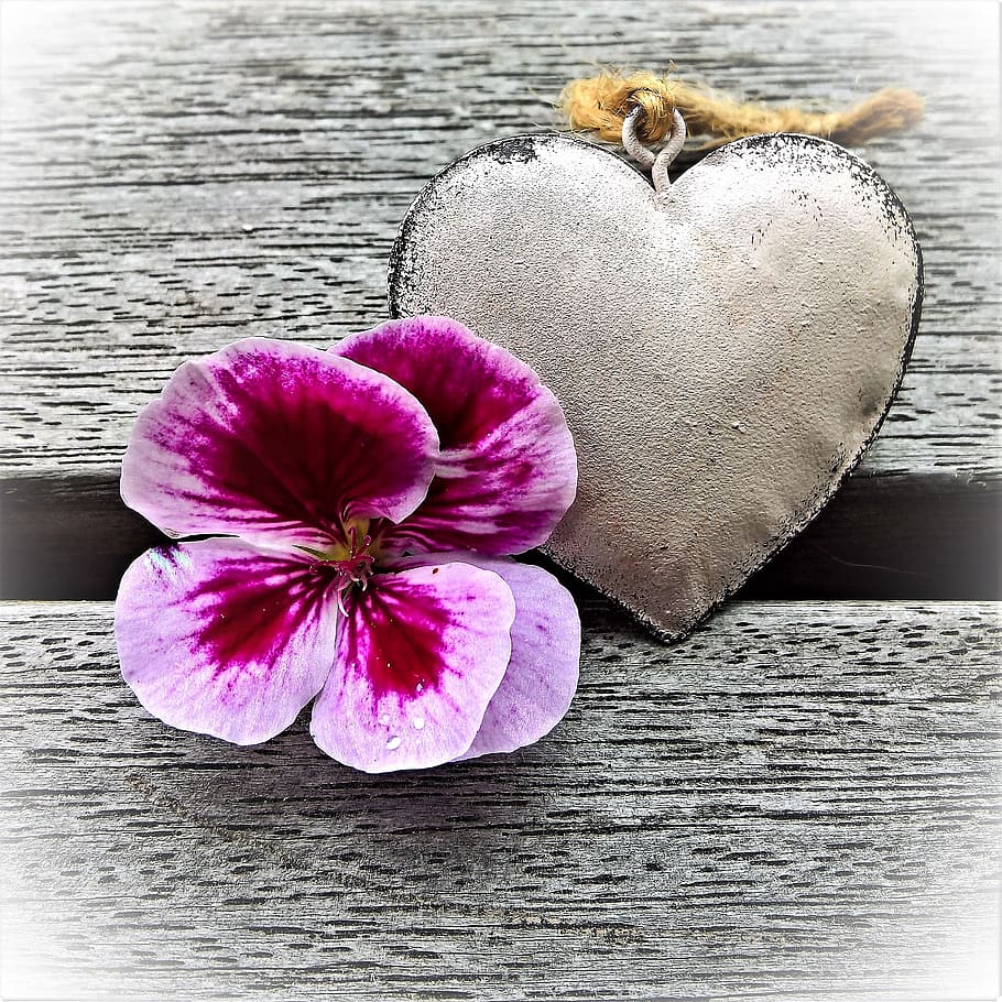 purple geranium flower beside heart-shaped brown metal decor on gray wooden surface HD wallpaper