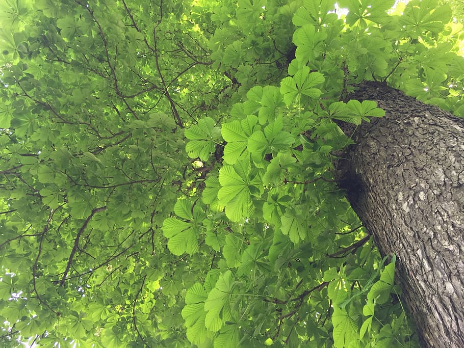 low-angle photography of green tree at daytime, evergreen, spring HD wallpaper