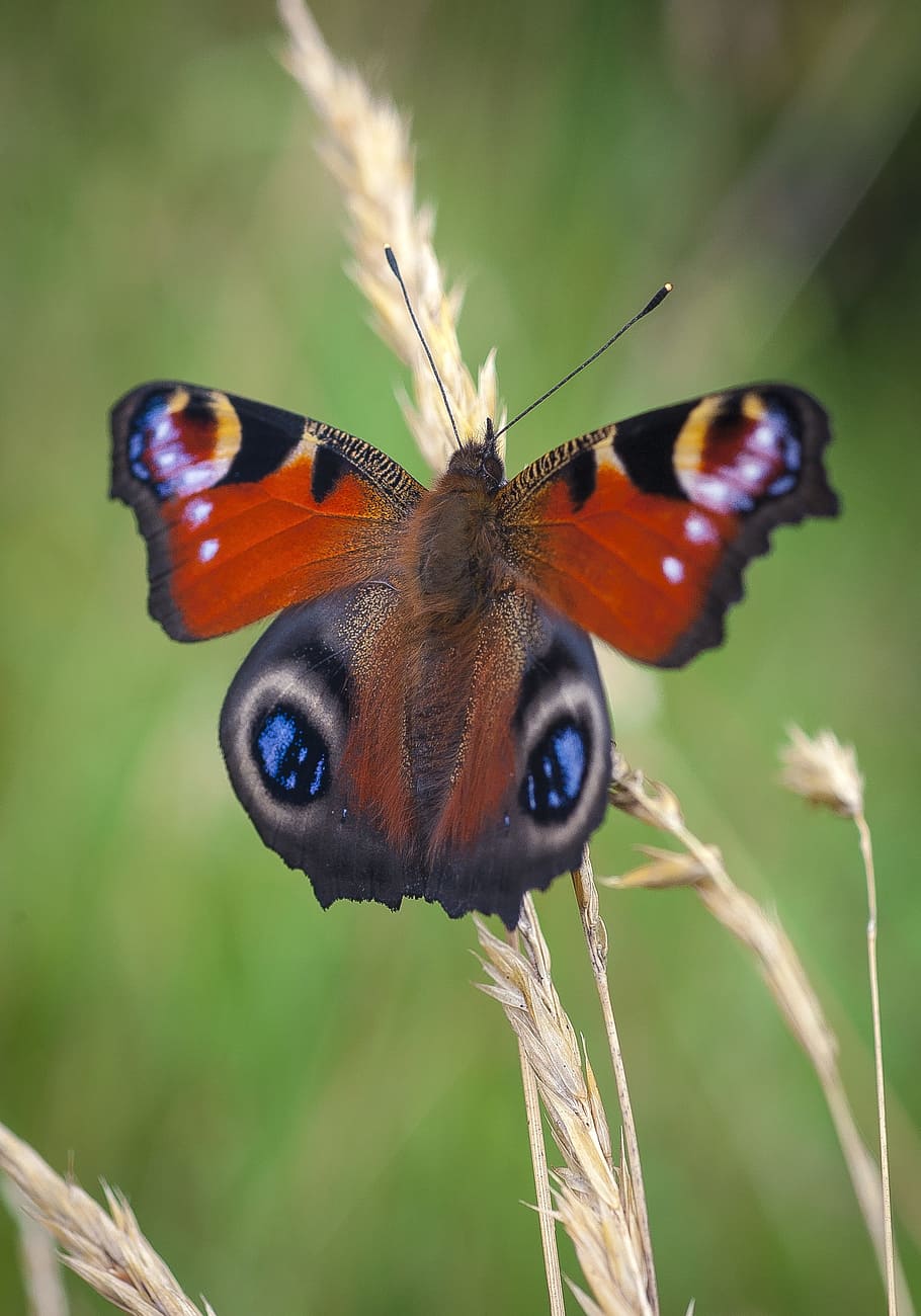 butterfly, peacock, insect, summer, red, eye, green, nature