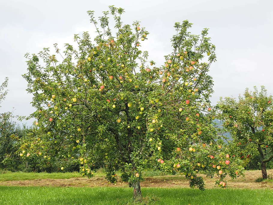 green leafed tree, apple tree, fruit, red, frisch, healthy HD wallpaper