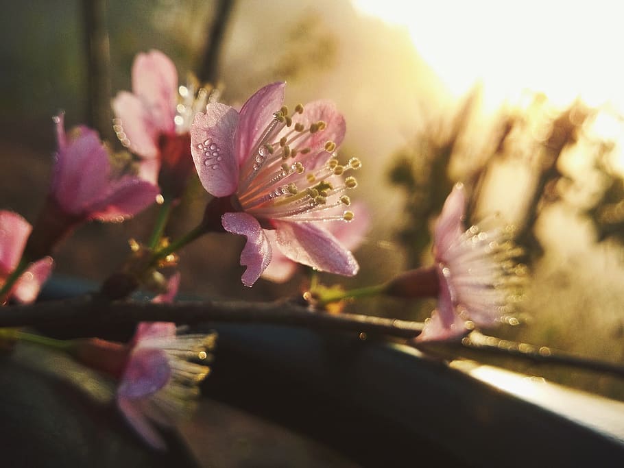 Flowers are blooming песня