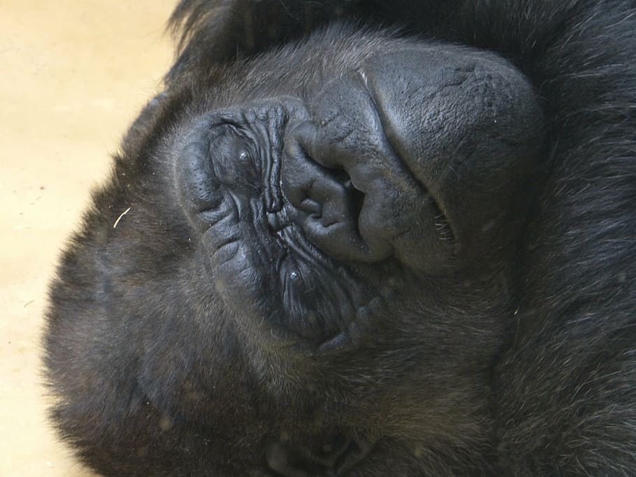 gorilla, monkey, ape, animal, mammal, primate, animal themes HD wallpaper