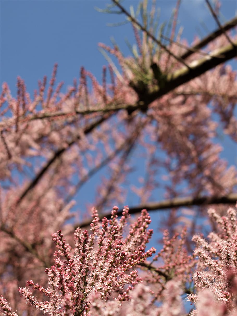 tree, blossom, spirea, flowers, plant, flowering plant, growth HD wallpaper