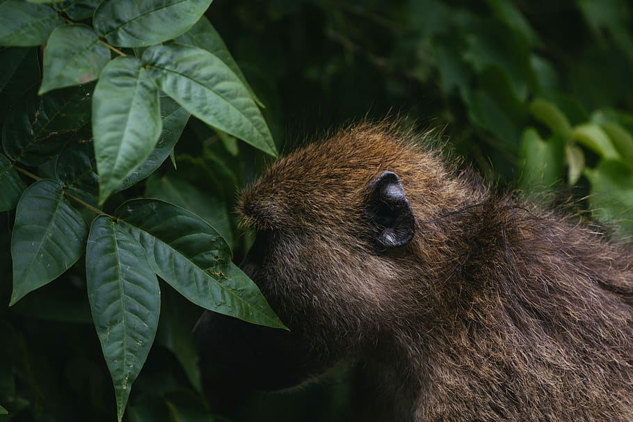 brown monkey looking at leaves, brown monkey near green plants HD wallpaper