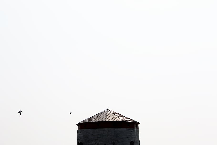 white, sky, birds, animals, architecture, vertebrate, built structure HD wallpaper