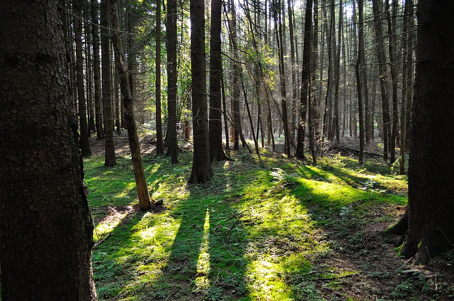 forest, sun, shadow, trees, light, nature, morning, plant, land HD wallpaper