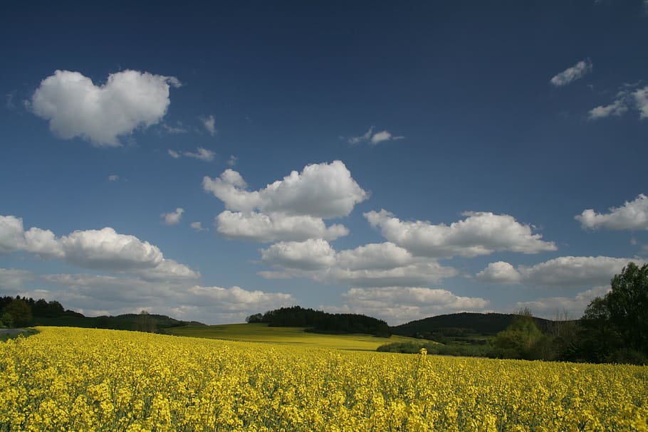 blue, sky, forest, nature, trees, distance, yellow, rape, clouds HD wallpaper