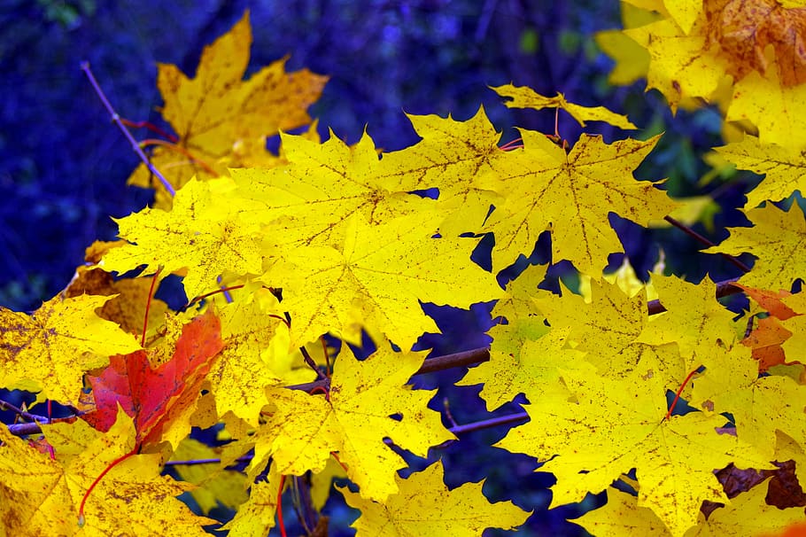 clone, leaf, yellow, gold, autumn, sunny, glow, partly sunny HD wallpaper