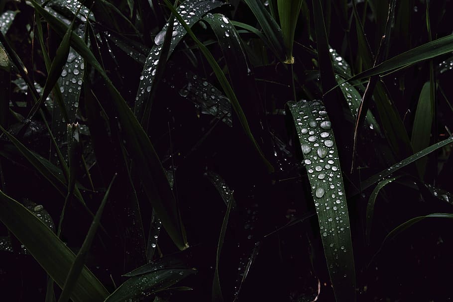 green leafed plants, water dew on green leafed plants, grass HD wallpaper